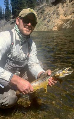 truckee river brown trout